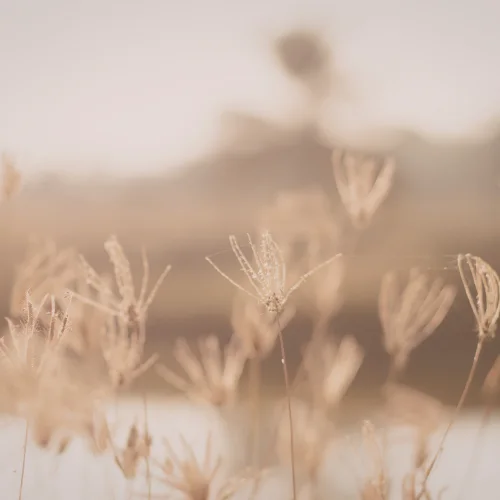 Natura e calma — Ama_Ti Accademy